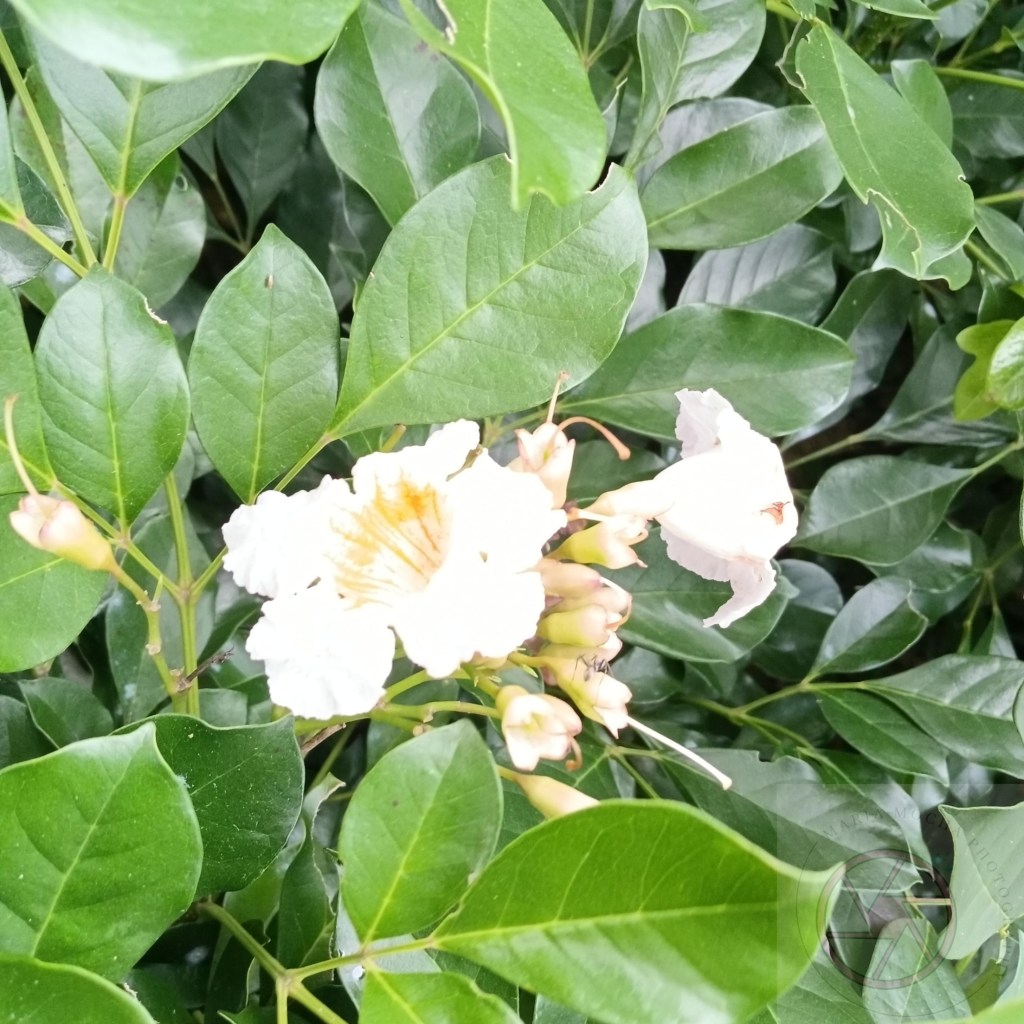 Poetry in Photos: Flowers From&nbsp;Singapore